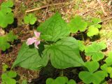 Purple Trillium